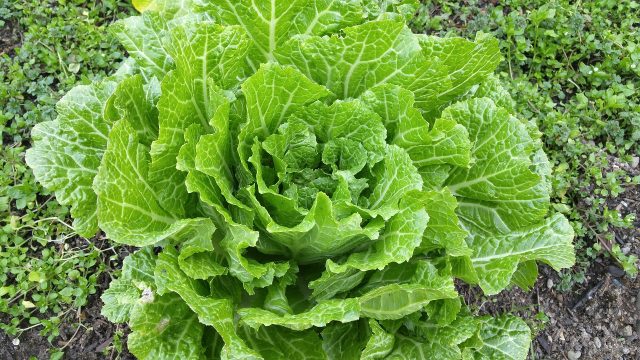 napa-cabbage-2192664_1280