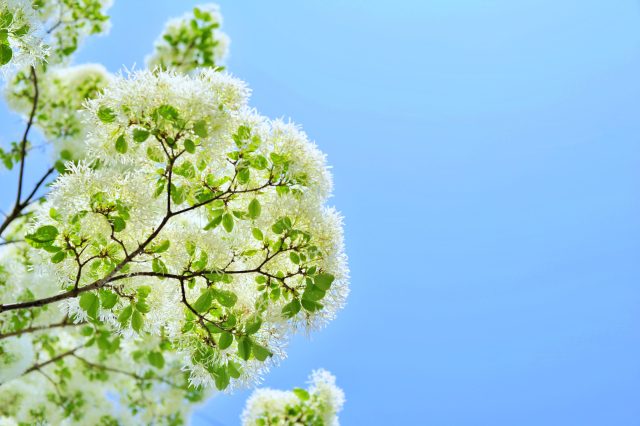 habunman-poplar-tree-5161019